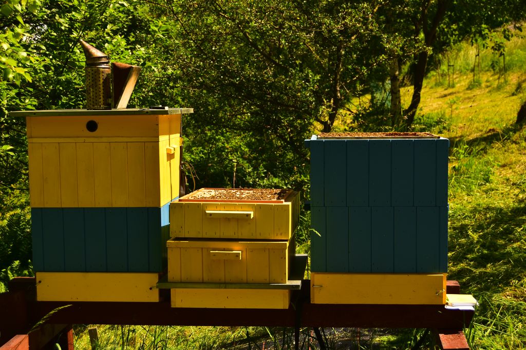 Problematyka ustalania cen przez pszczelarzy a strategie cenowe