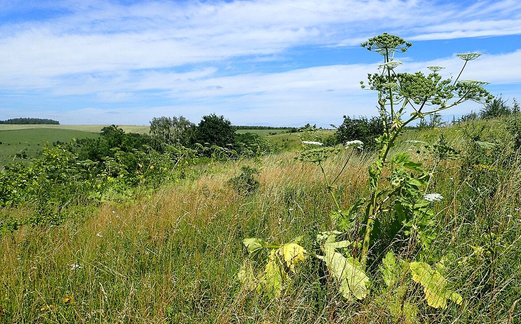 Niepokojący raport NIK dotyczący zwalczania gatunków obcych