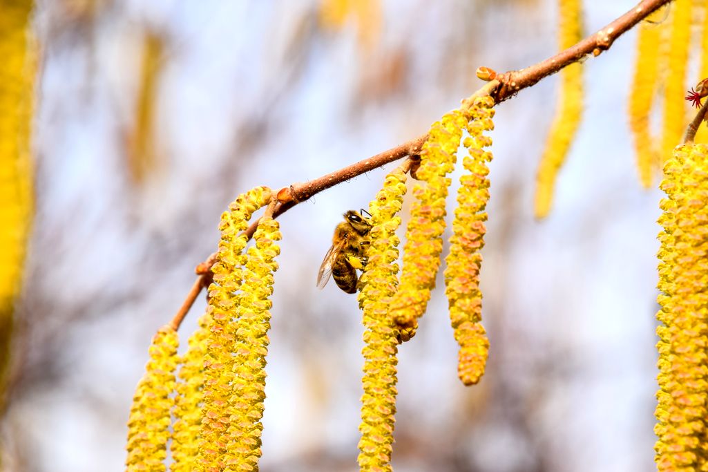 Ruszyły dopłaty do przezimowanych rodzin pszczelich