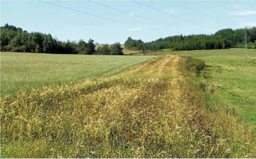 PREFERENCJE POKARMOWE OWADÓW ZAPYLAJĄCYCH  – projekt badawczy