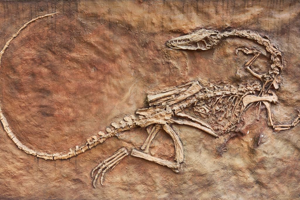 Pszczoły w kościach