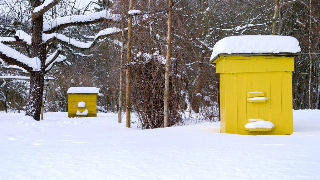 Dopłaty do przezimowanych rodzin pszczelich w 2026 roku: Kontynuacja pomocy bez podwyżek