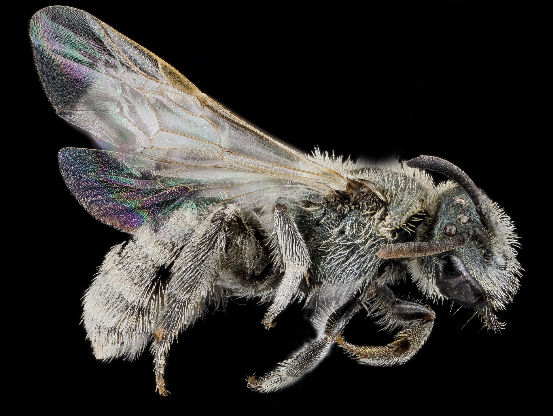 Lasioglossum
