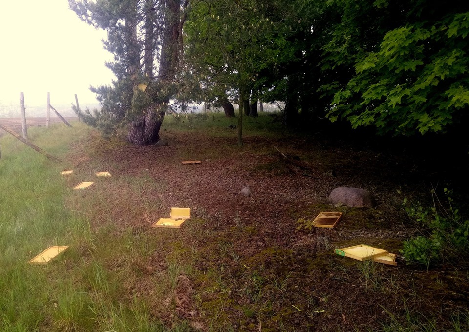 60818607 2245372008865934 365621129865330688 n