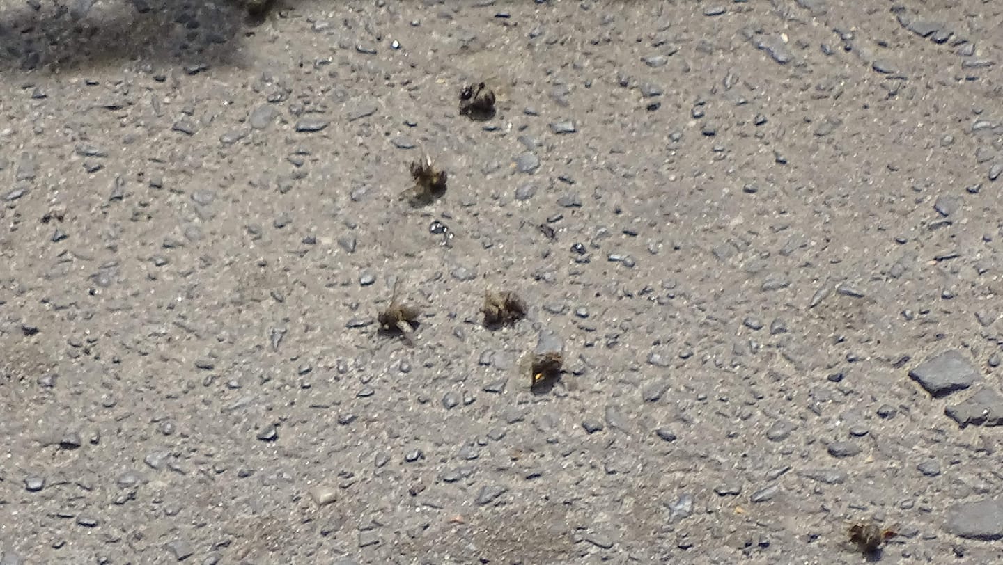 61210216 10219925893077075 3521322267264942080 o