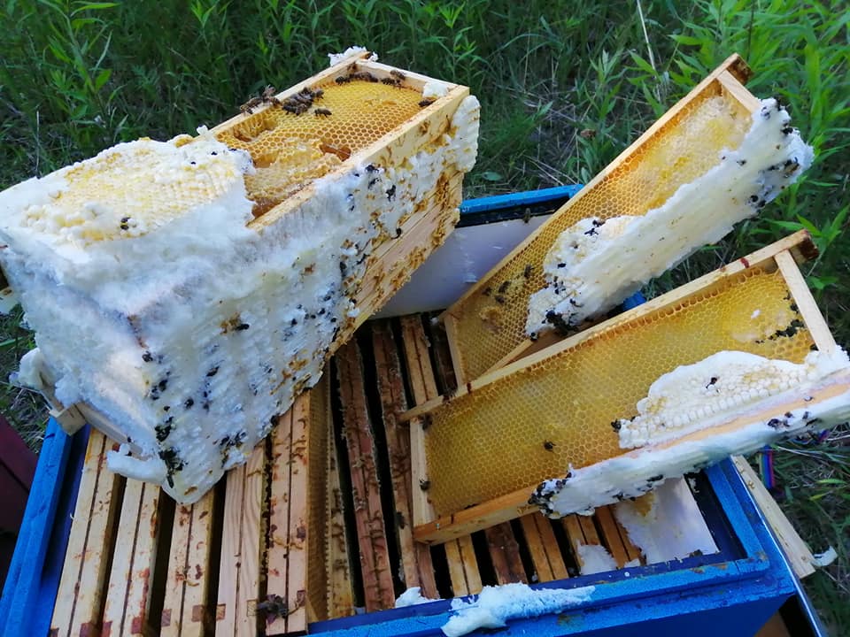 62010127 2565602836806605 40265374234574848 n