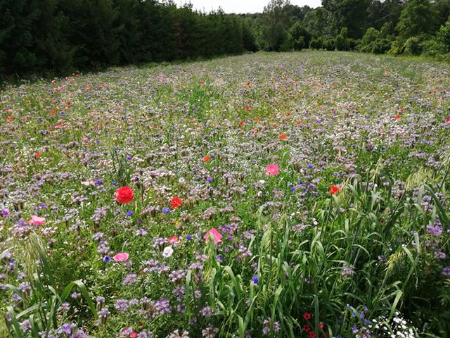 64254409 2642974069057763 7556612516244094976 n