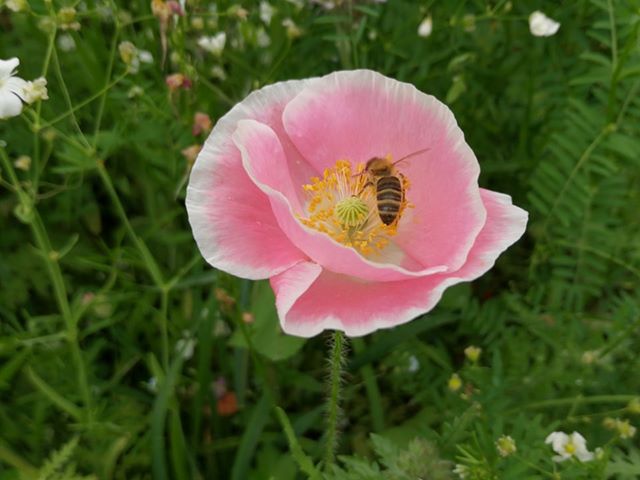 64838598 443899396435679 1495484982284517376 n