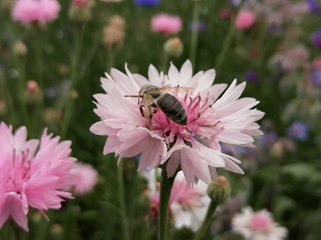 64840724 795953837465850 5892991573049737216 n