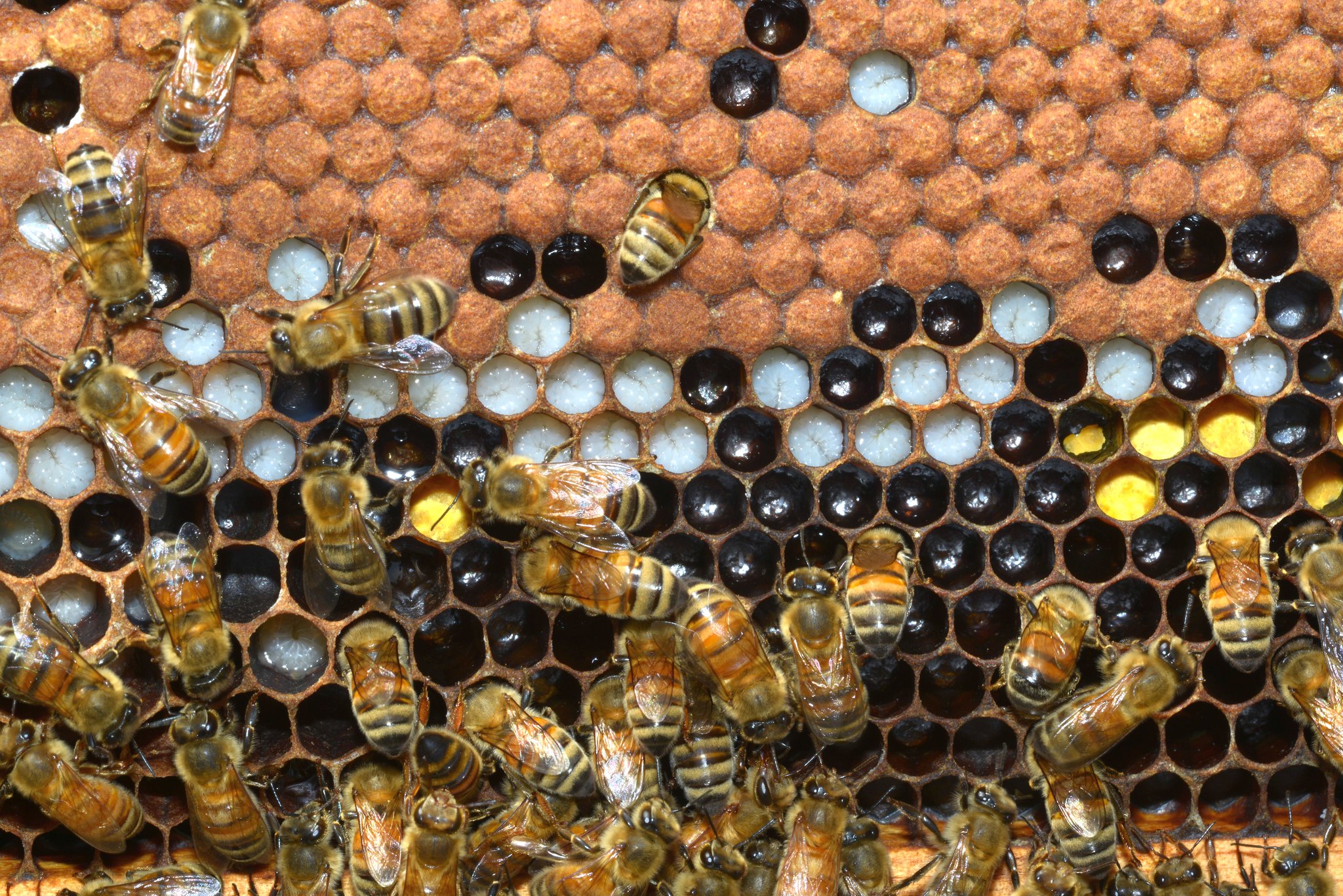Bee brood Steve the alligator farm