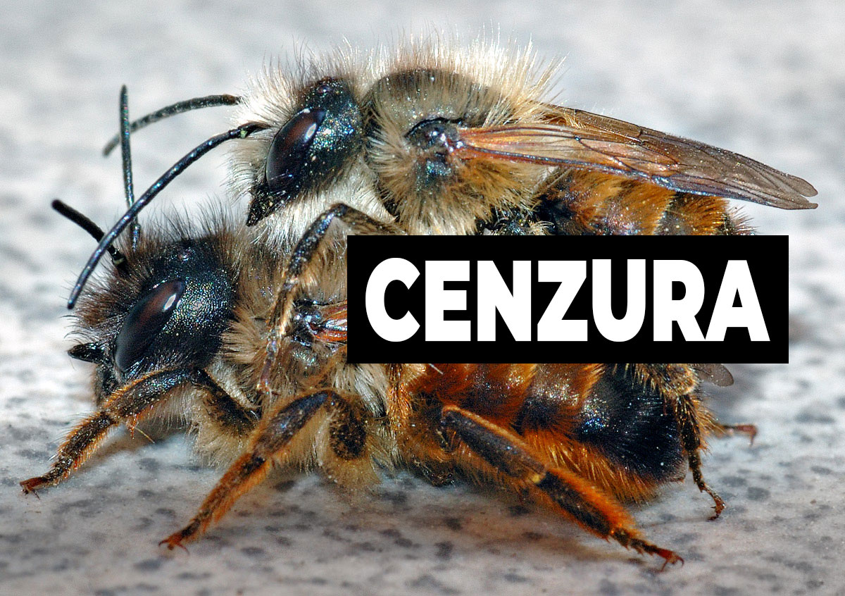 Osmia cenzura