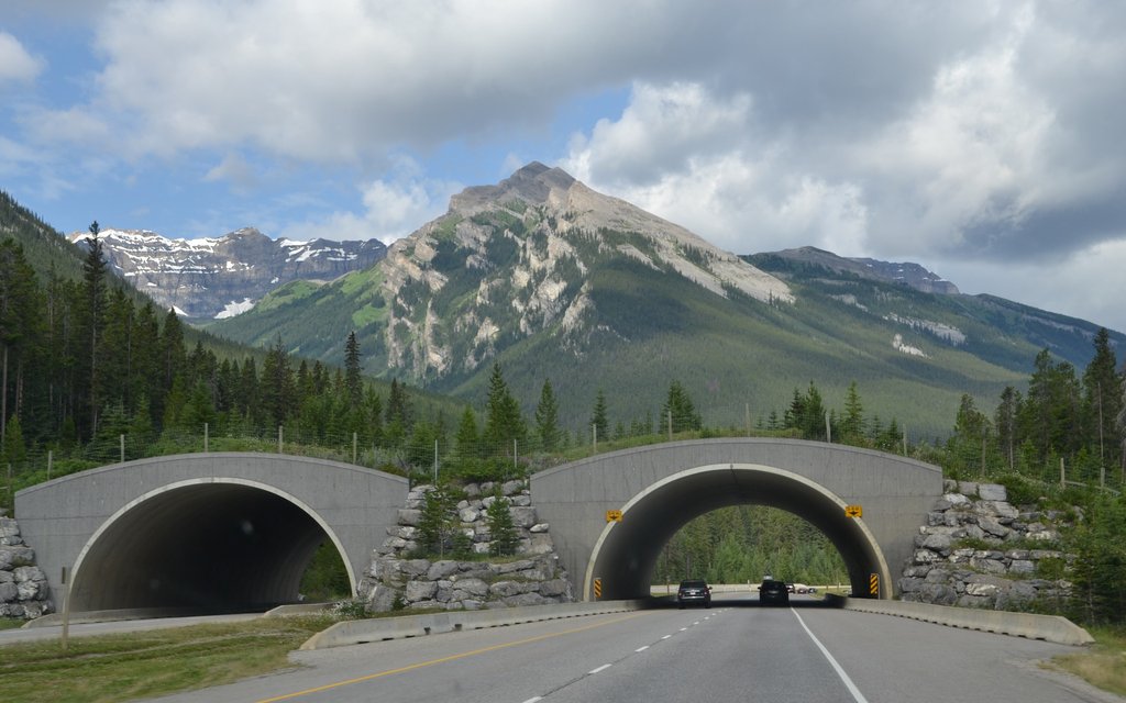 korytarz ekologiczny