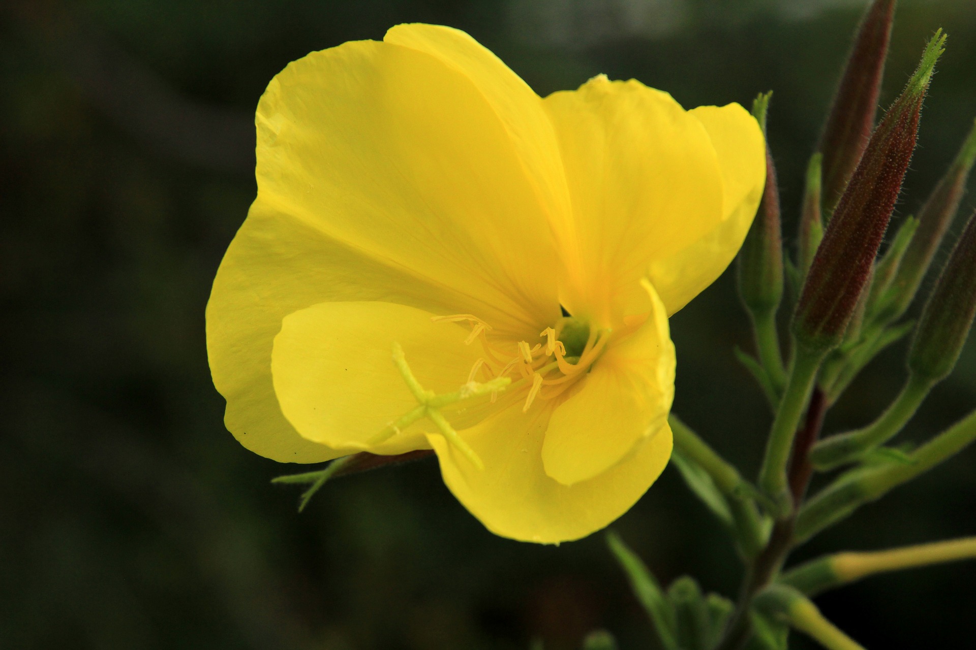 pink evening primrose 2694350 1920