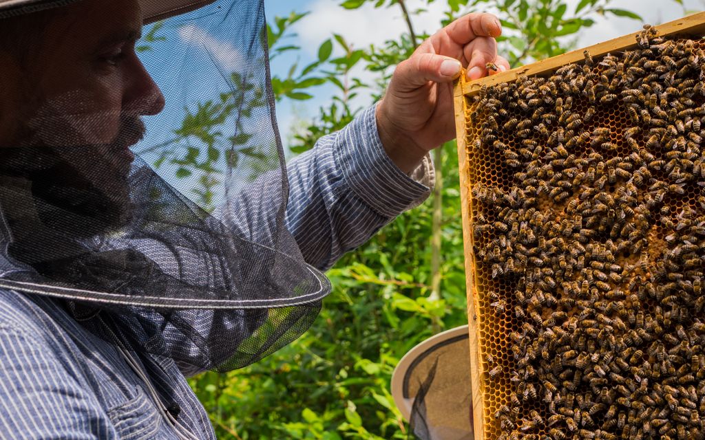 po prostu pomagac bank pszczeli z sukcesem na start 3
