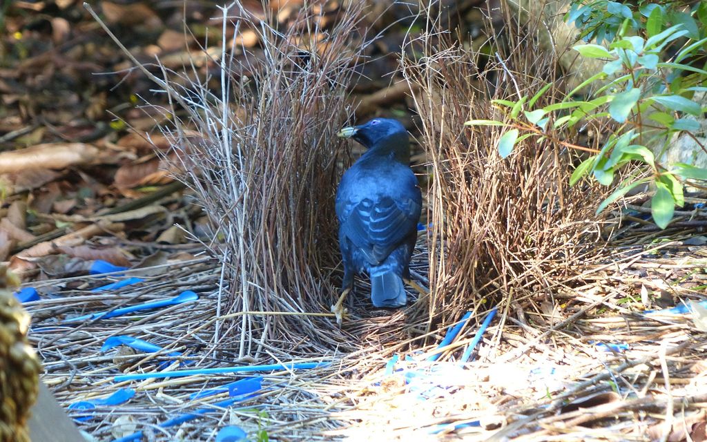satin bowerbird 359489 1920