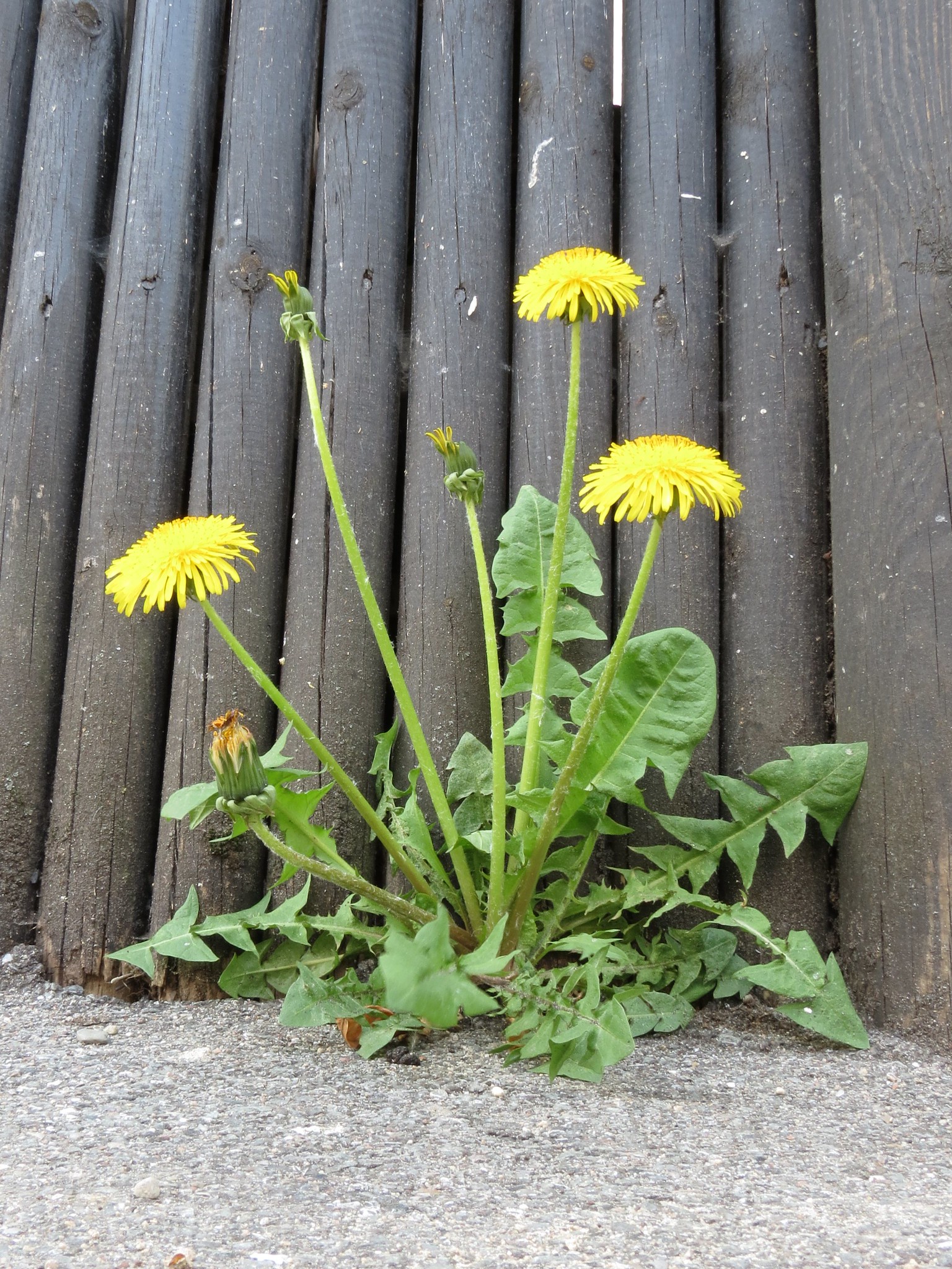 taraxacum