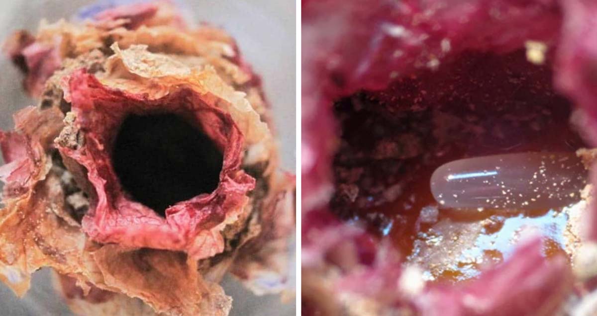 this bee species make stunning nests that look like high art4