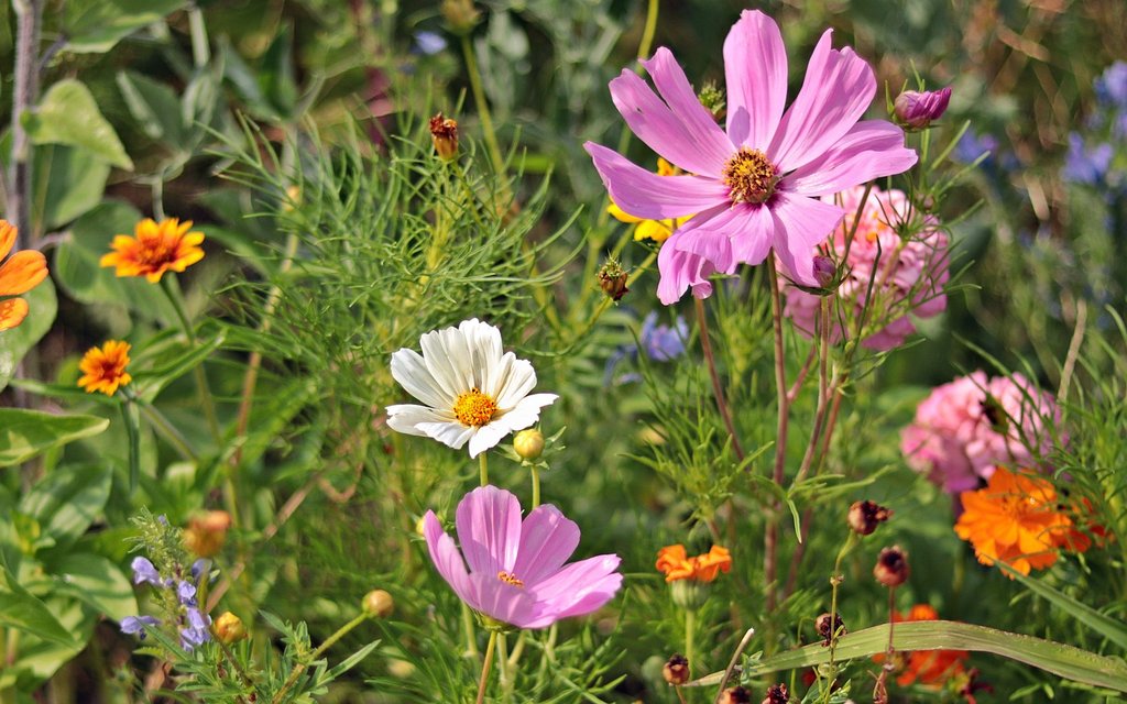 wild flowers 3592934 1920