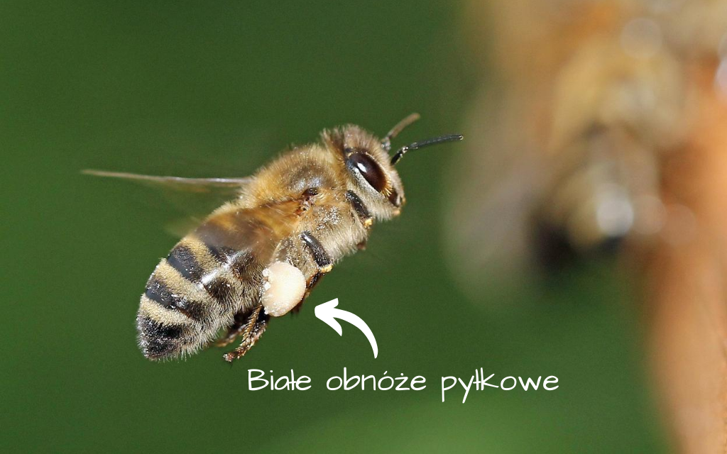 biale obnoze pylkowe dwa