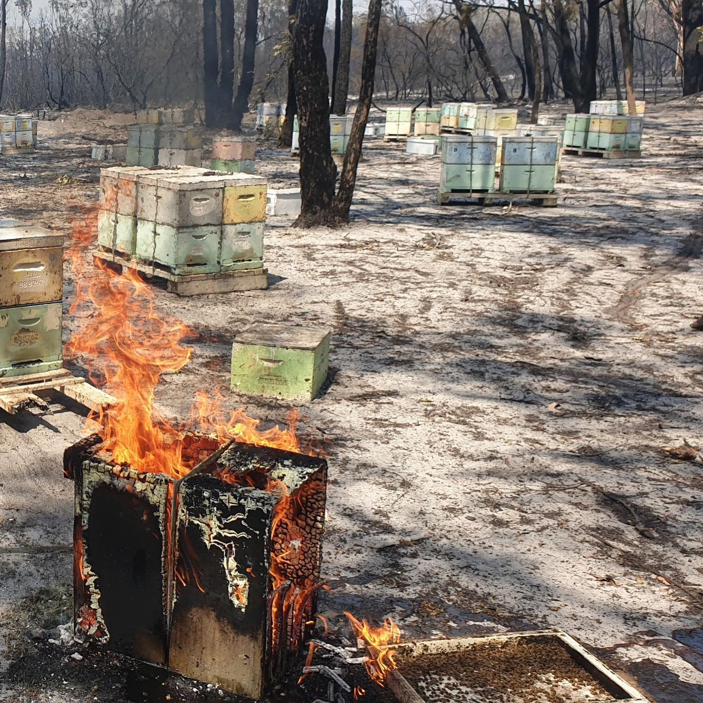 bushfire Capilano honey