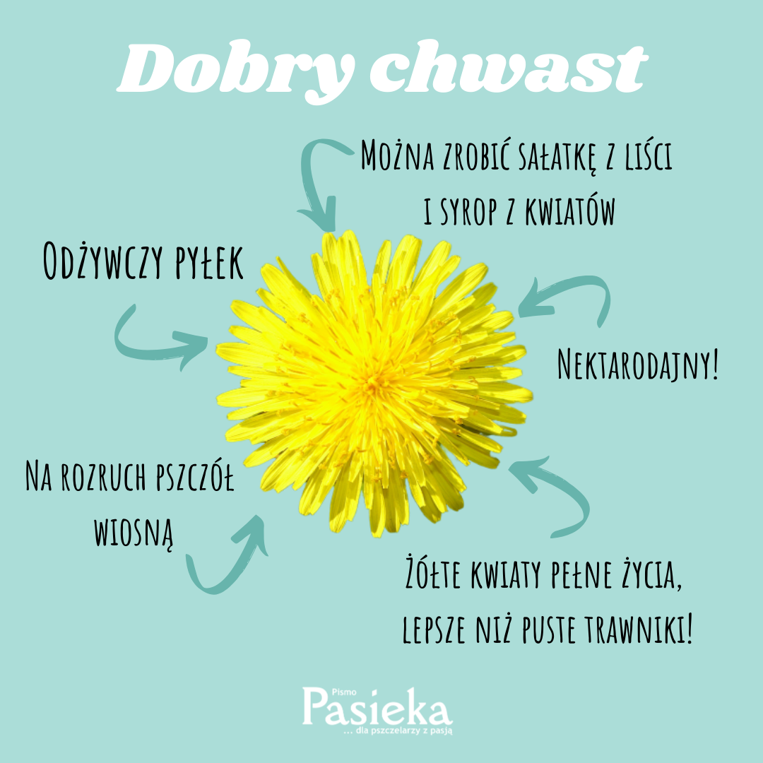 dobry chwast mniszek