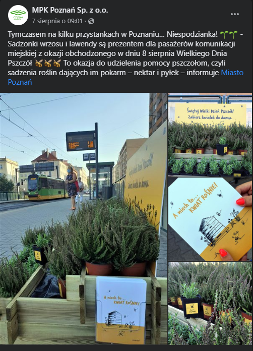 miasto poznan pszczoly