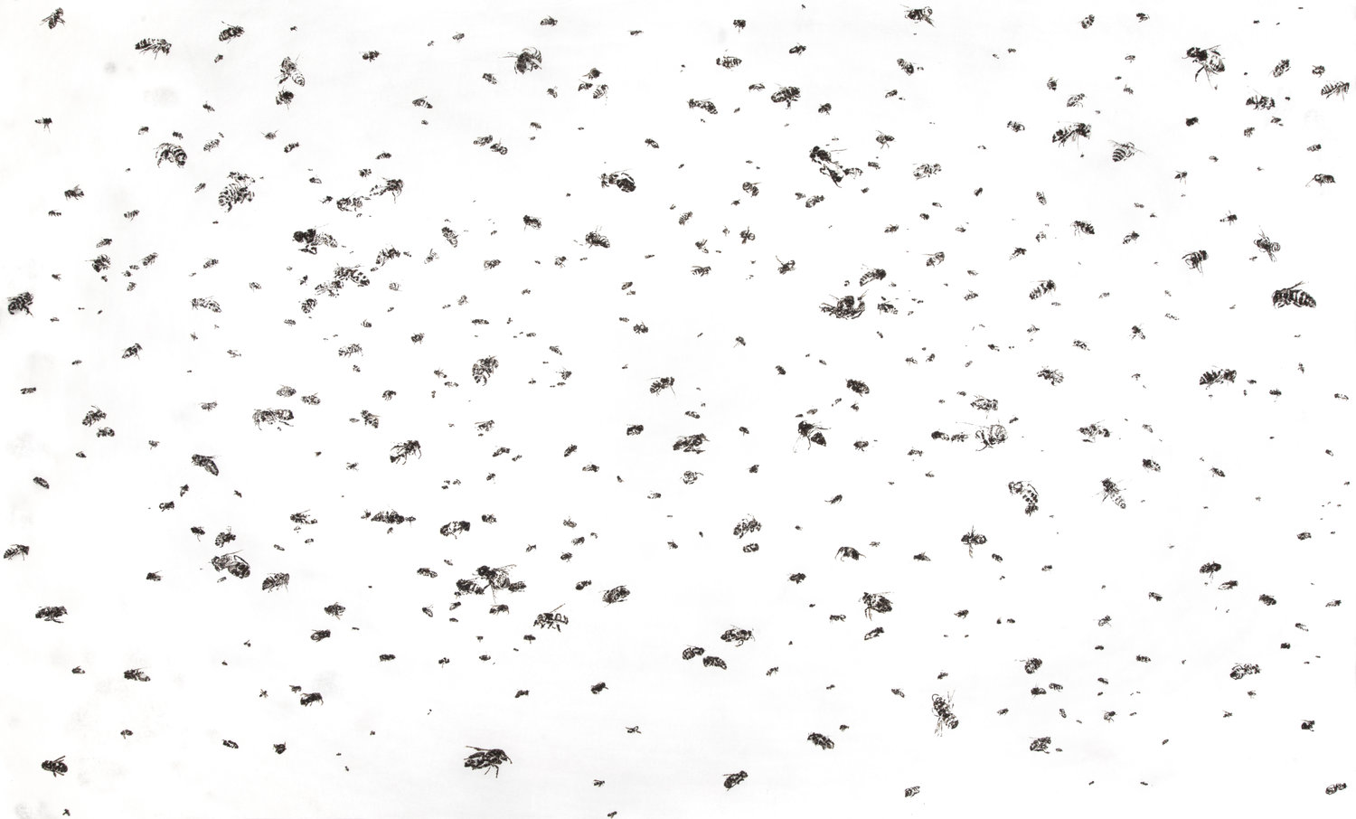 obrazy z cial pszczol