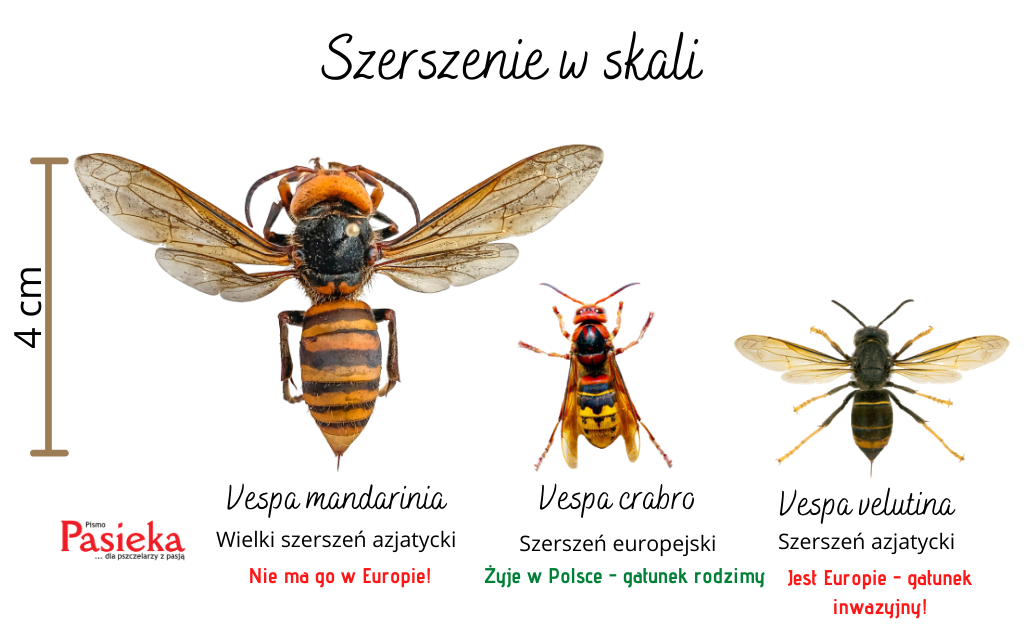 porownanie szerszeni