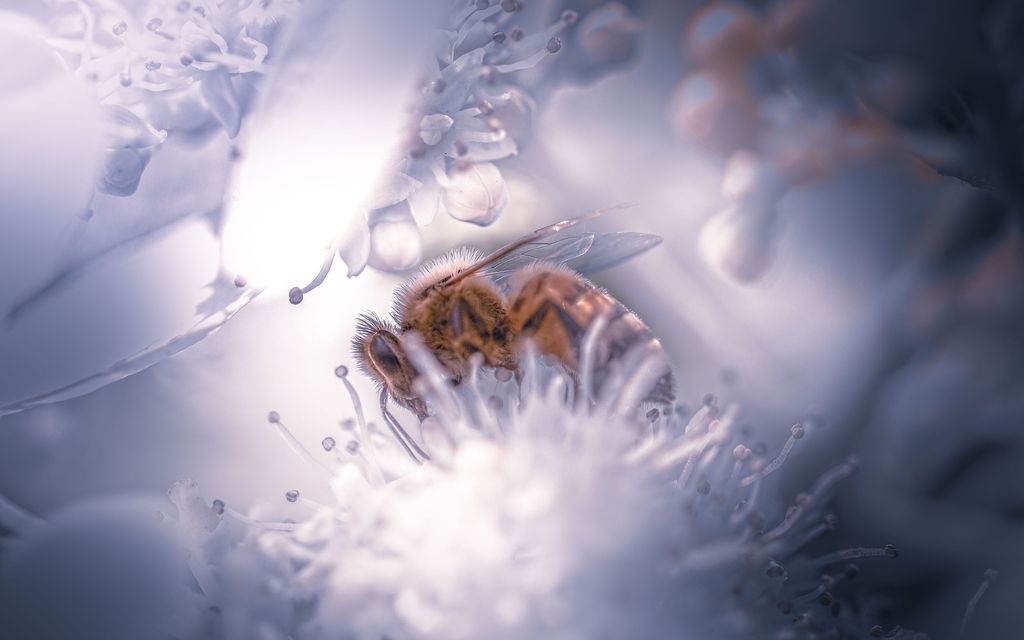 pszczola kwiat wirus