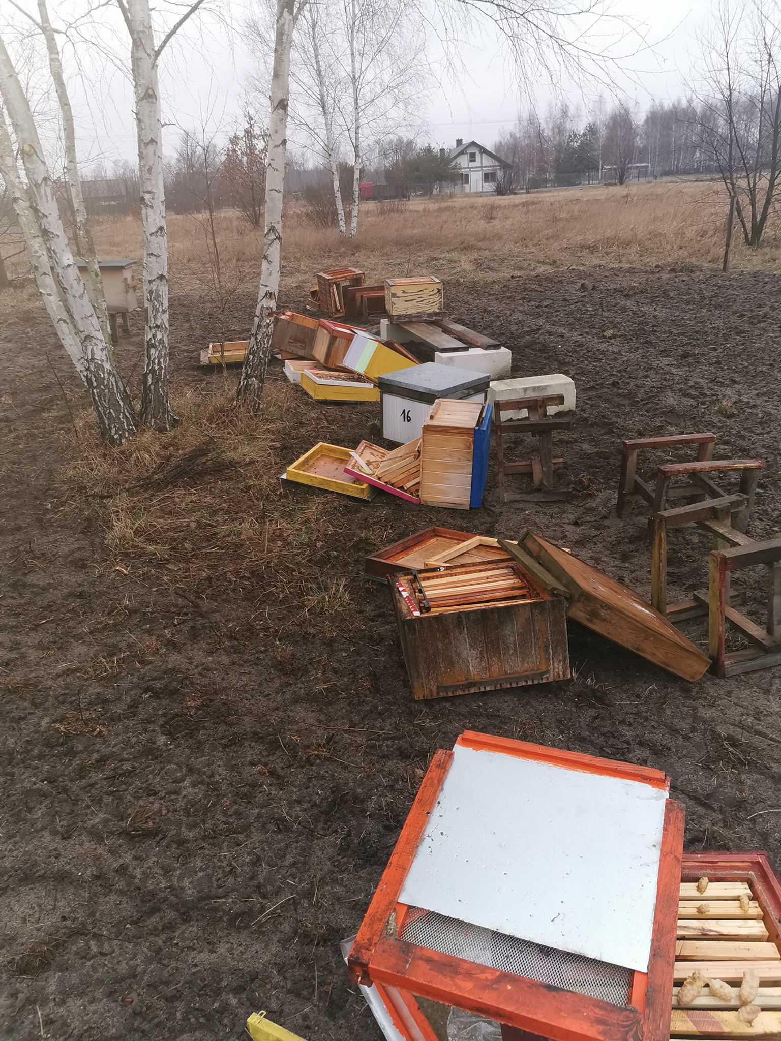 wandale miodemslodzone