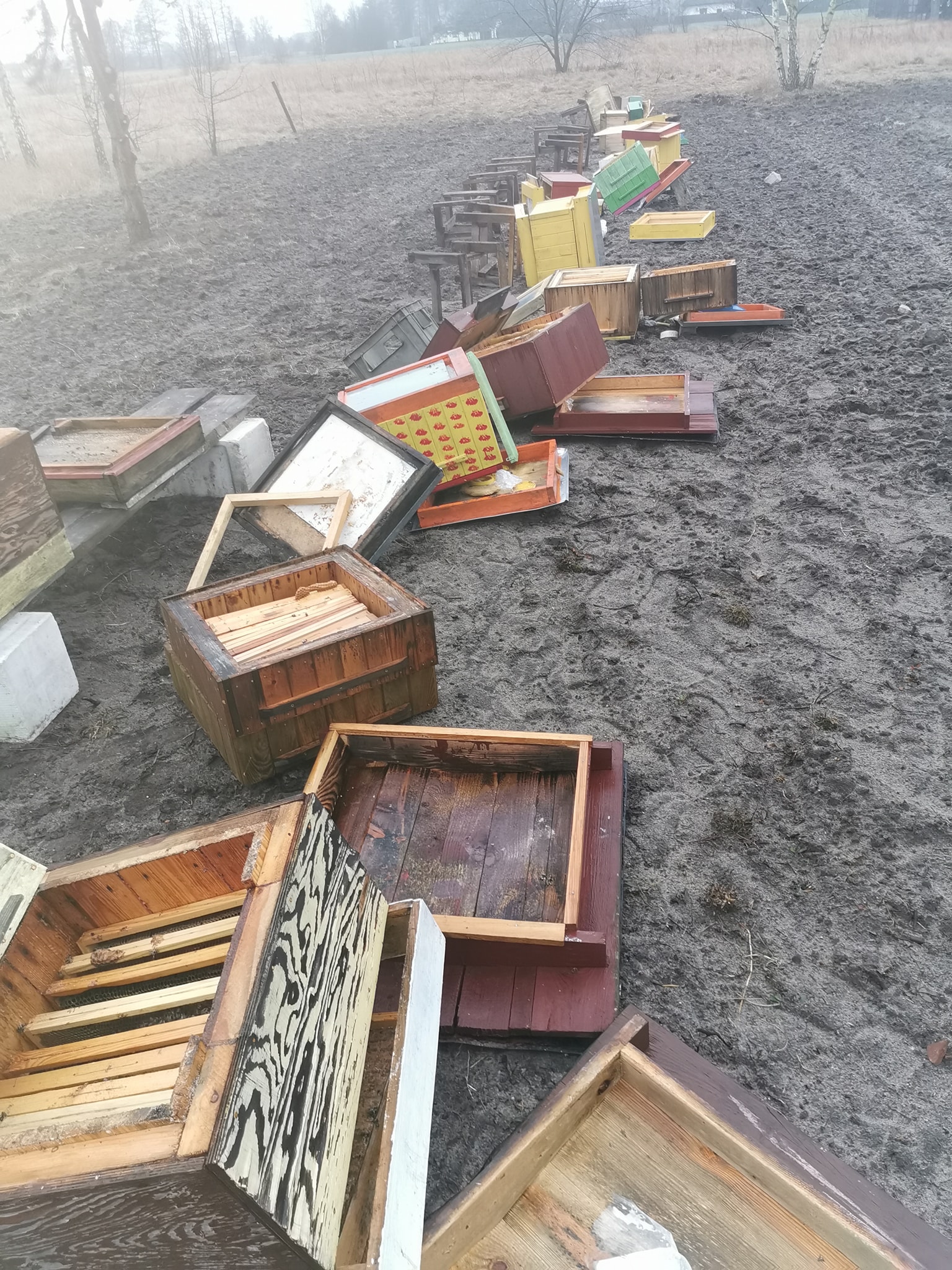 wandale miodemslodzone 2