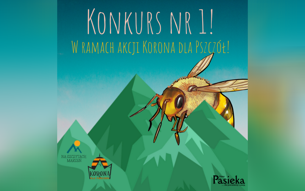 wielka pszczola konkurs 1