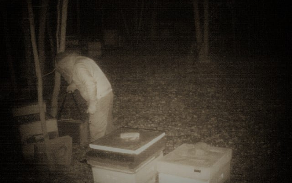 zlodziej pszczol w listopadzie