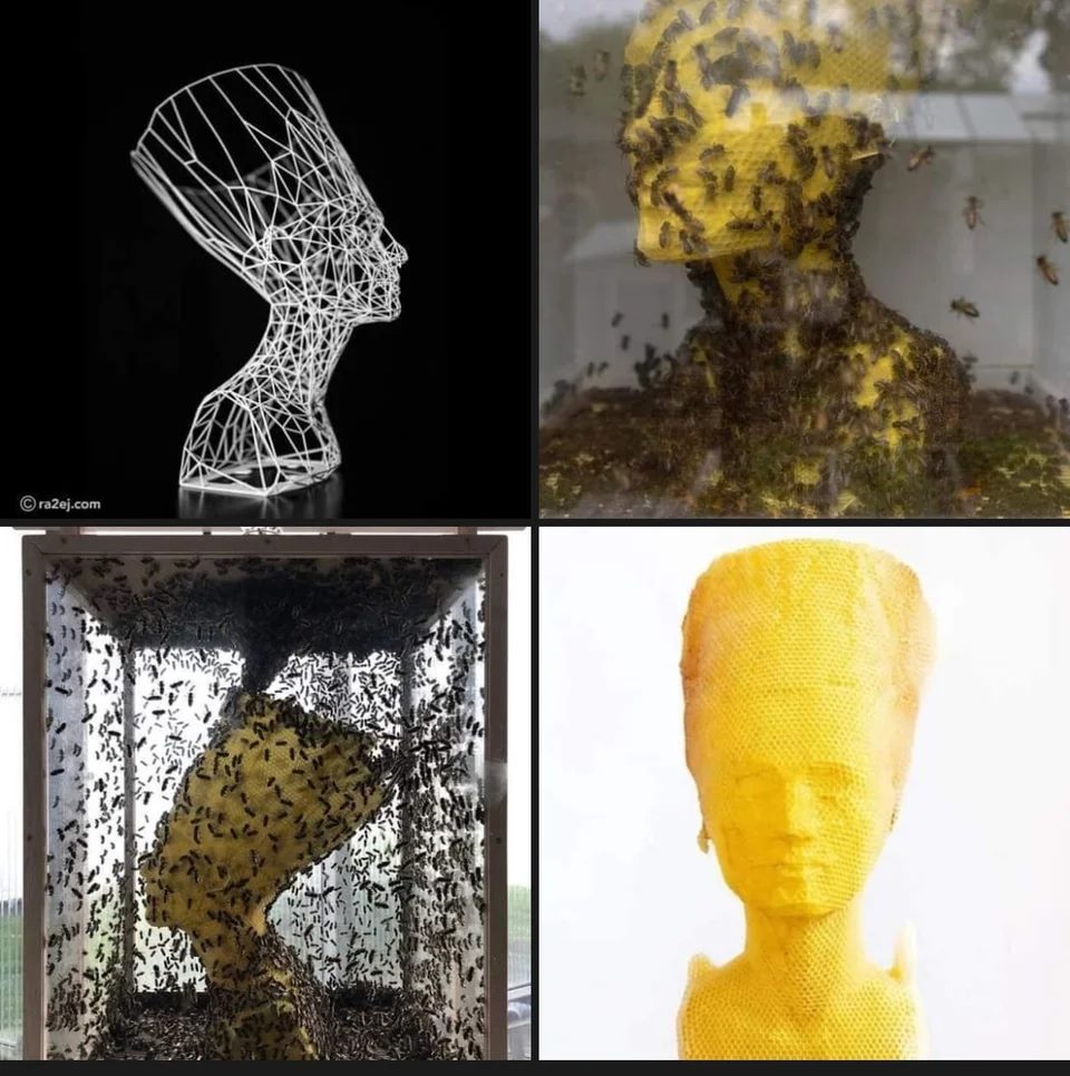 140088975 688482131797278 1046388706442746579 o