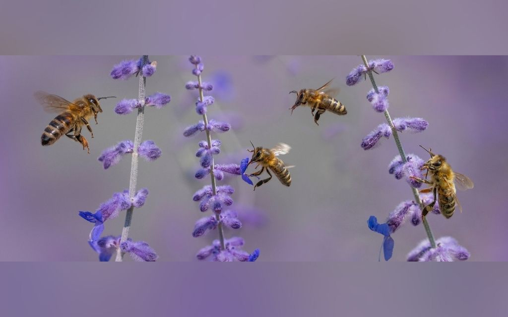 Bee Press Photo 2
