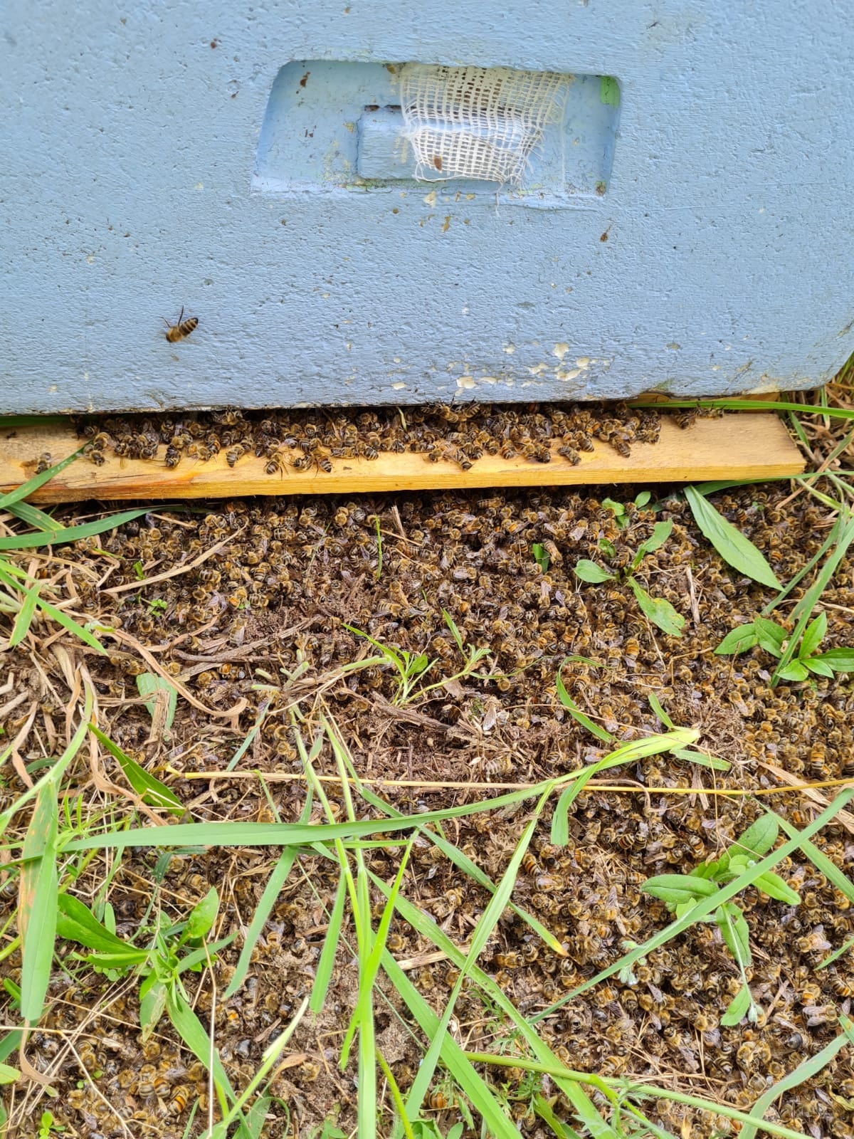 martwe pszczoly dabrowa