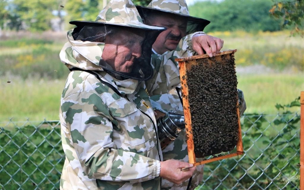 pasieka szkolna w czartajewie. Na zdj