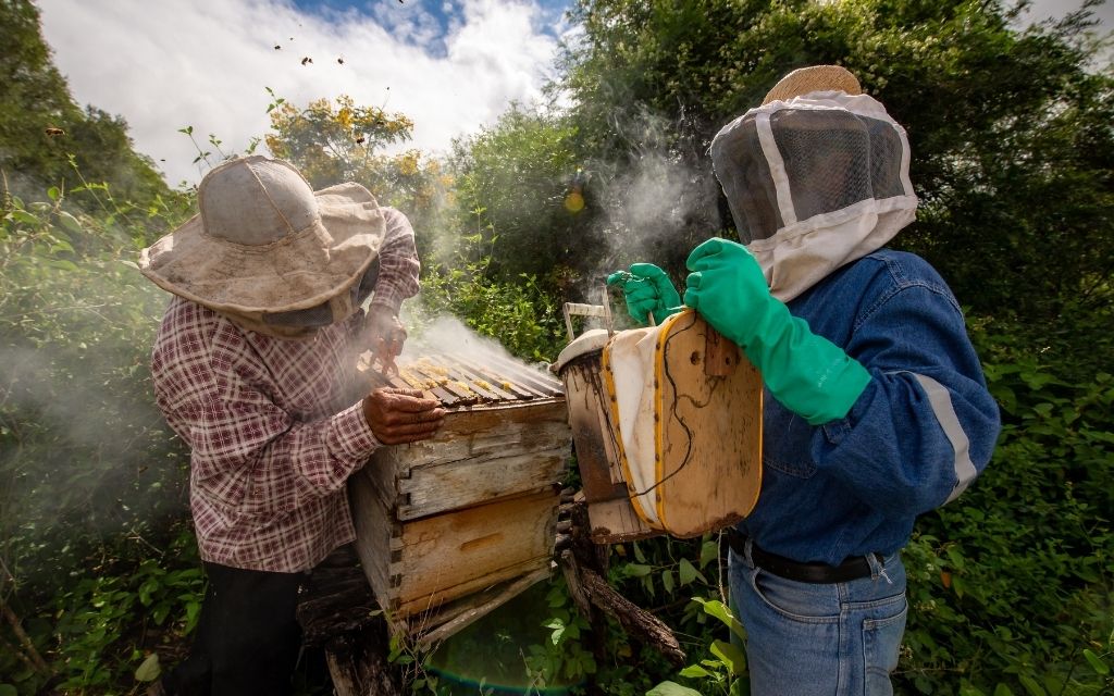 pszczelarstwo to stan umysłu