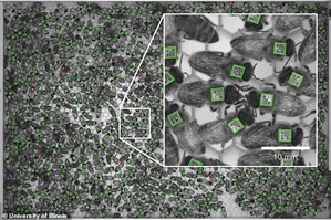 pszczoly eksperyment kody