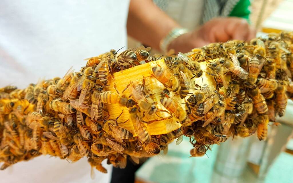 webinair pasieka michalow