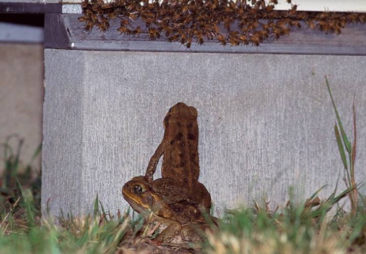 ropuchy wspinają się na siebie