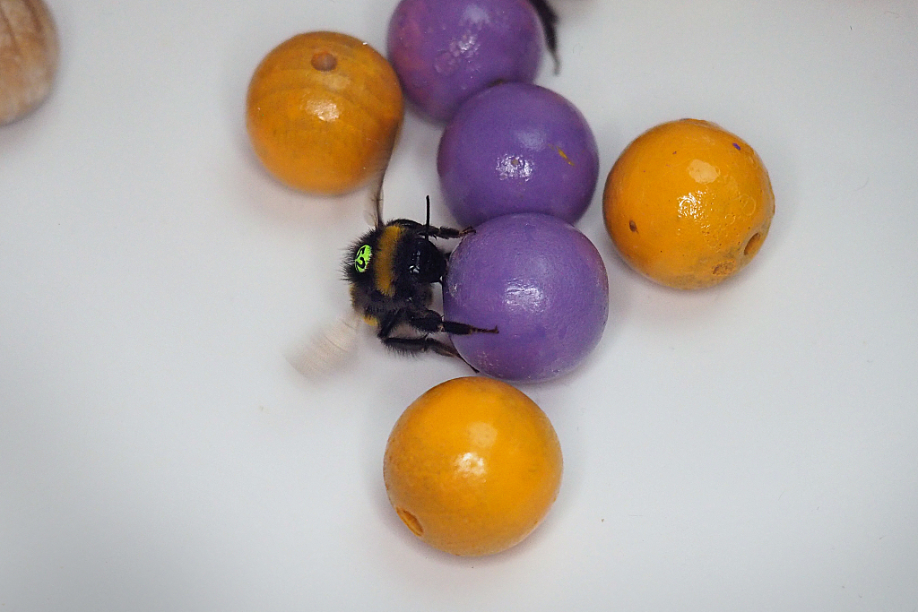 trzmiel bawiący się kulkami