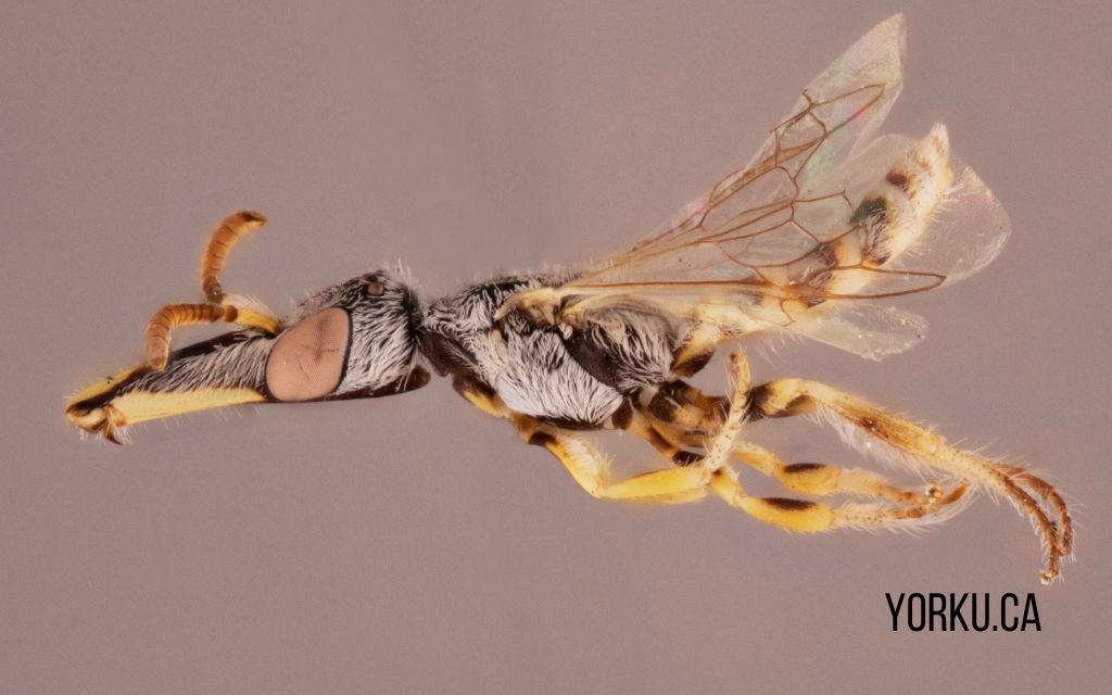 Geodiscelis longiceps samice