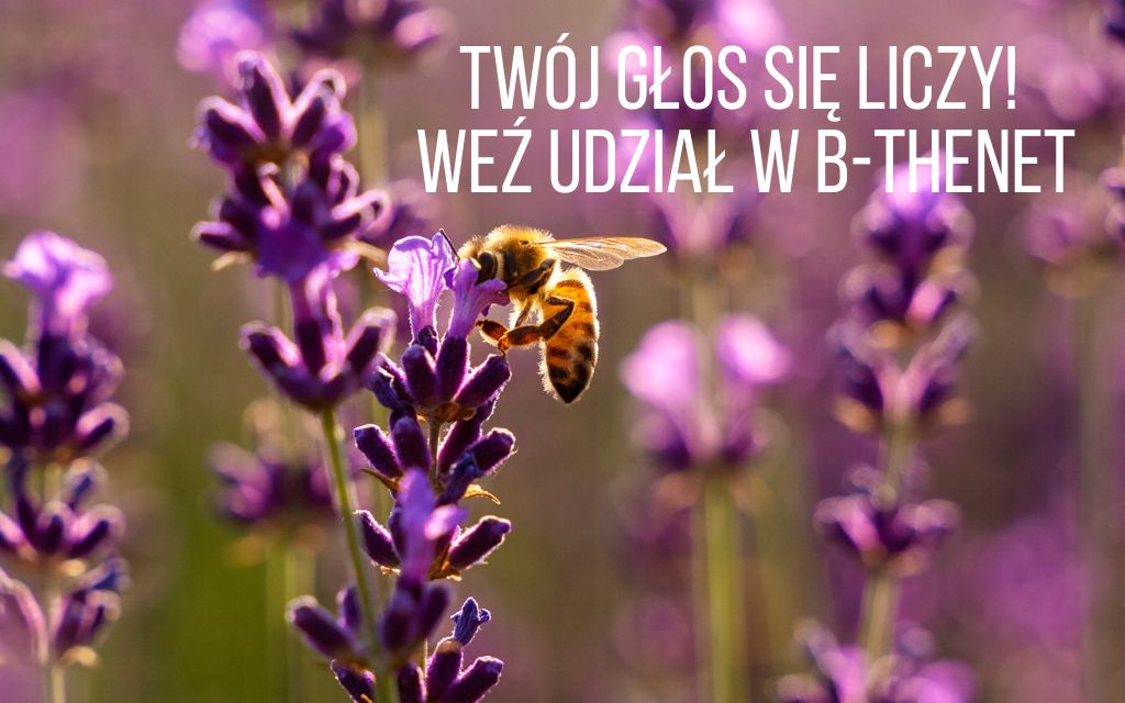 Twój głos się liczy! Weź udział w B-THENET
