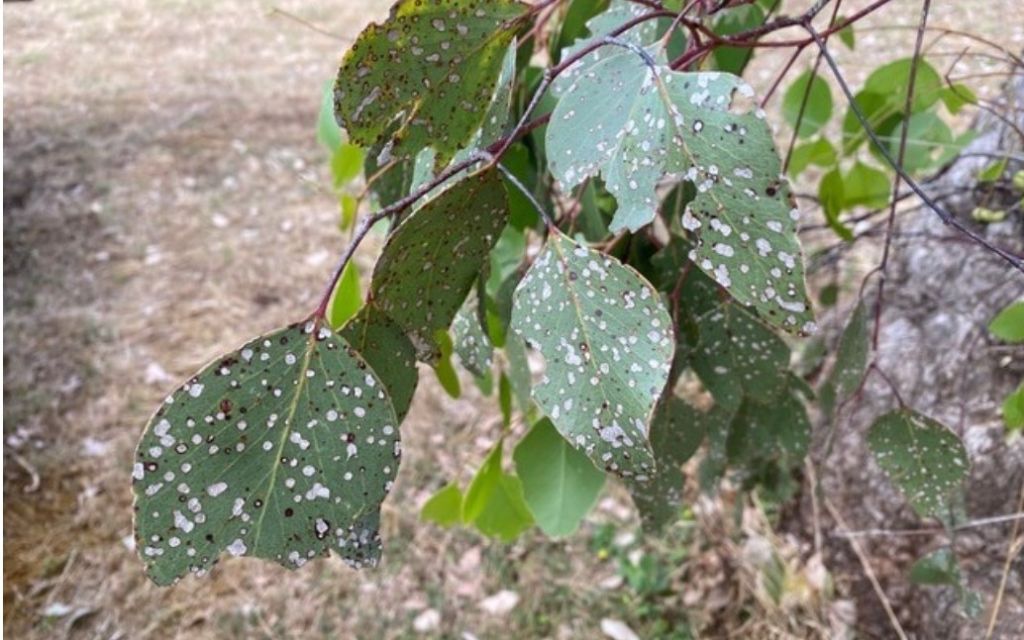 nekrozy wywołane przmieszczaniem pestycydów z wiatrem