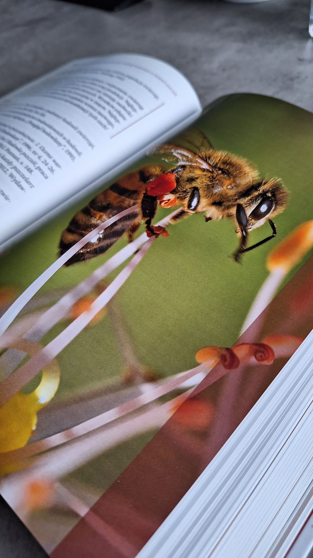 z Hodowli matek pszczelich Adriany Mireckiej