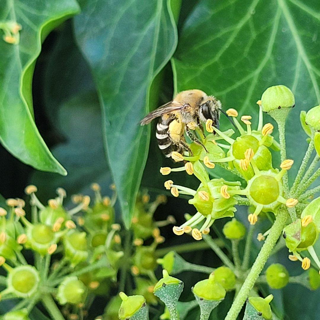 Lepiarka bluszczowa 1