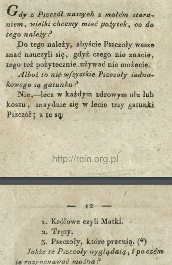 cytat ze starej książki pszczelarskiej
