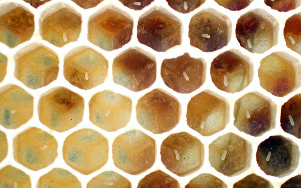 jaja są naprawde mikroskopijne