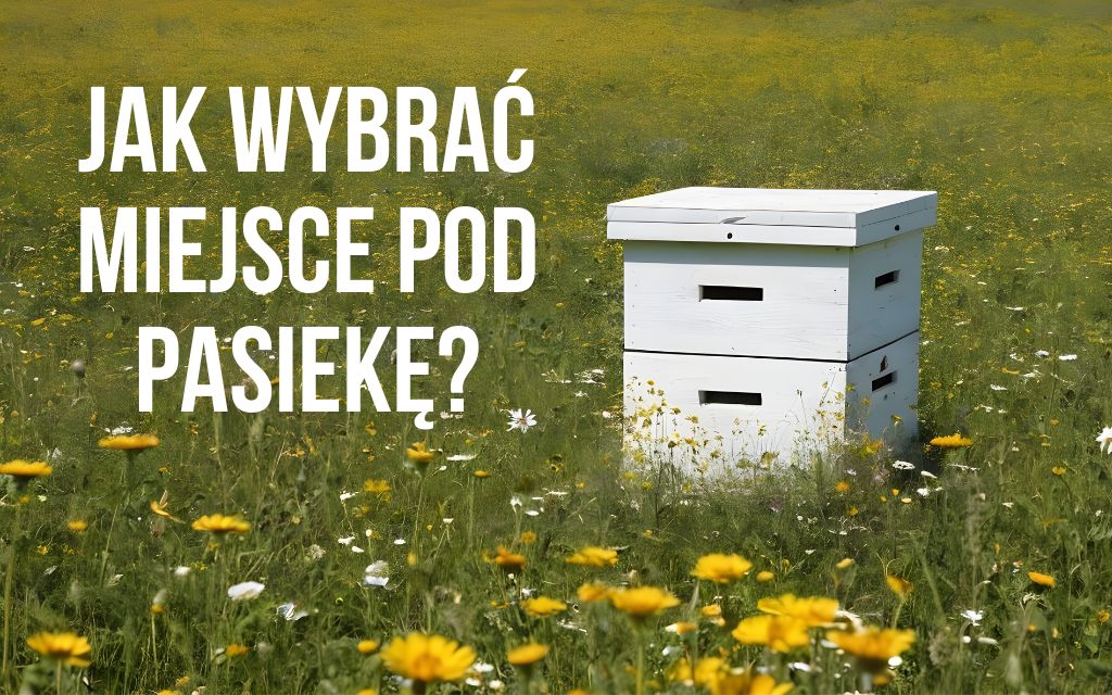 jak wybbrać miejsce pod pasiekę